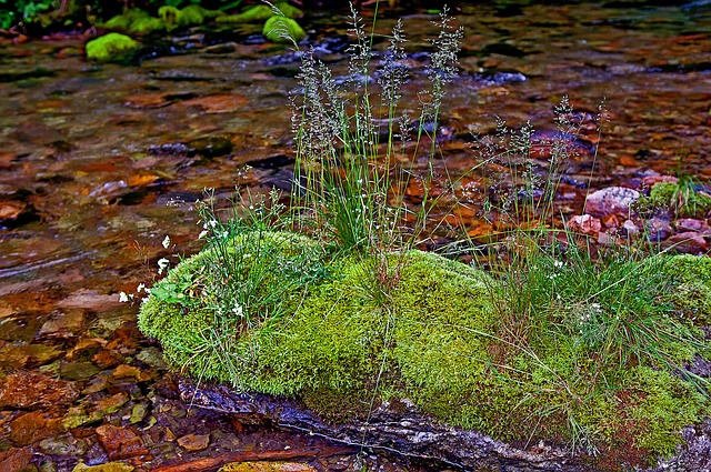 Mousse et rivière
