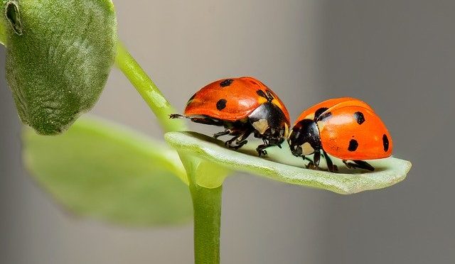 deux cocinelles sur une feuille