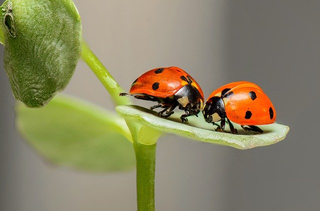 deux cocinelles sur une feuille