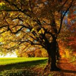 arbres aux couleur d'automne