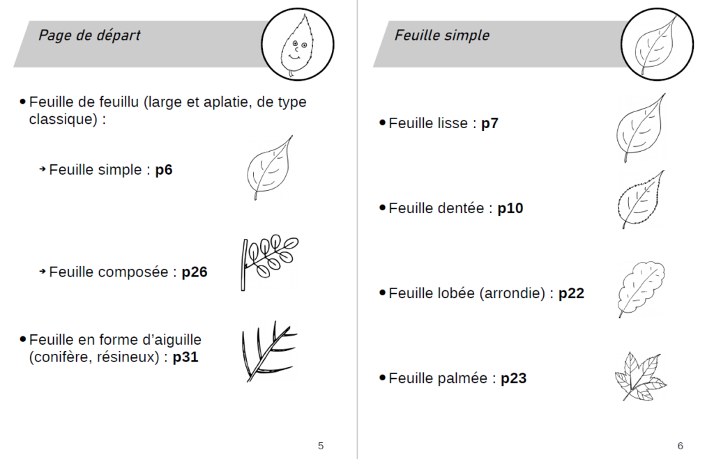 exemple de page de détermination des arbres et arbustes