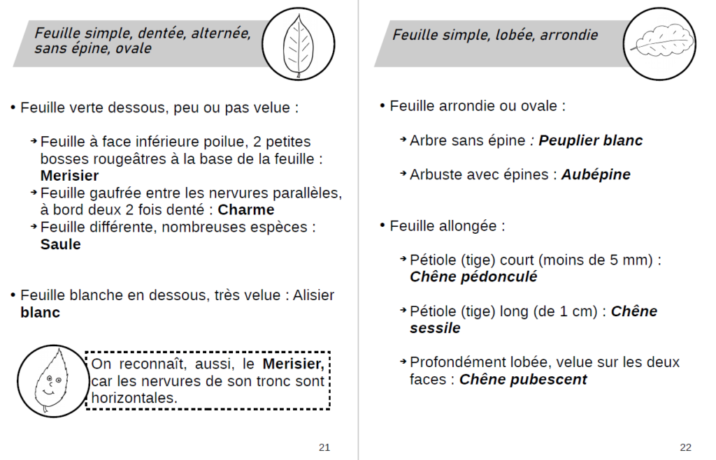 exemple de page de détermination des arbres et arbustes