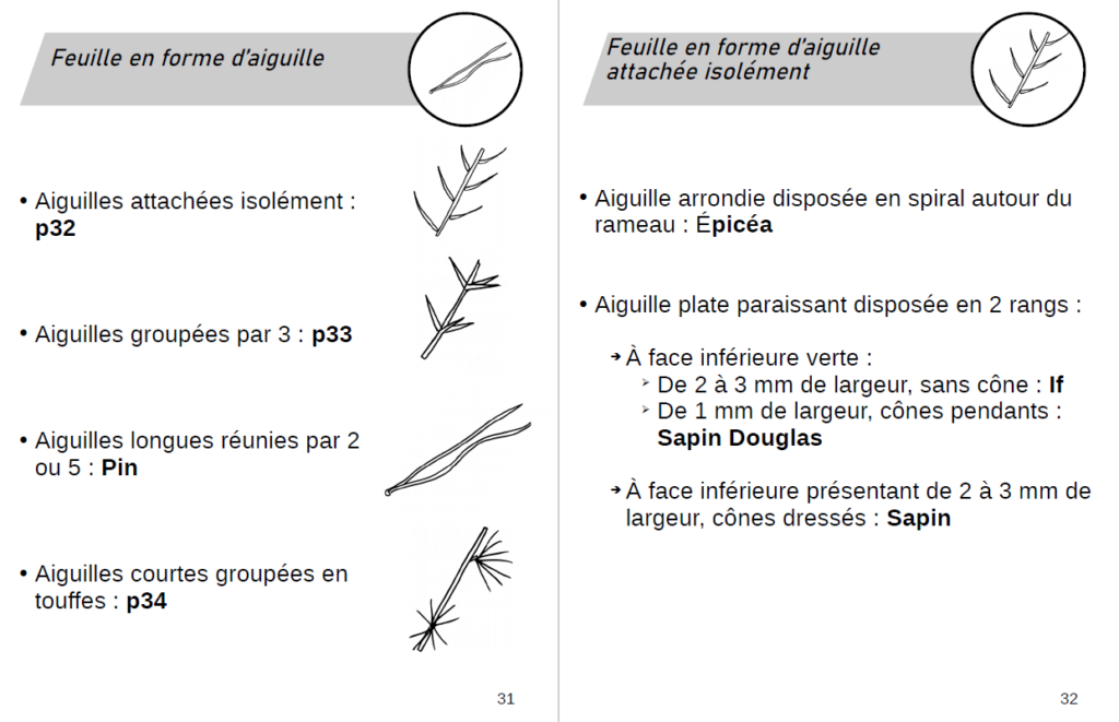 exemple de page de détermination des arbres et arbustes