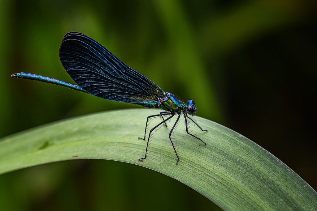 Calopteryx