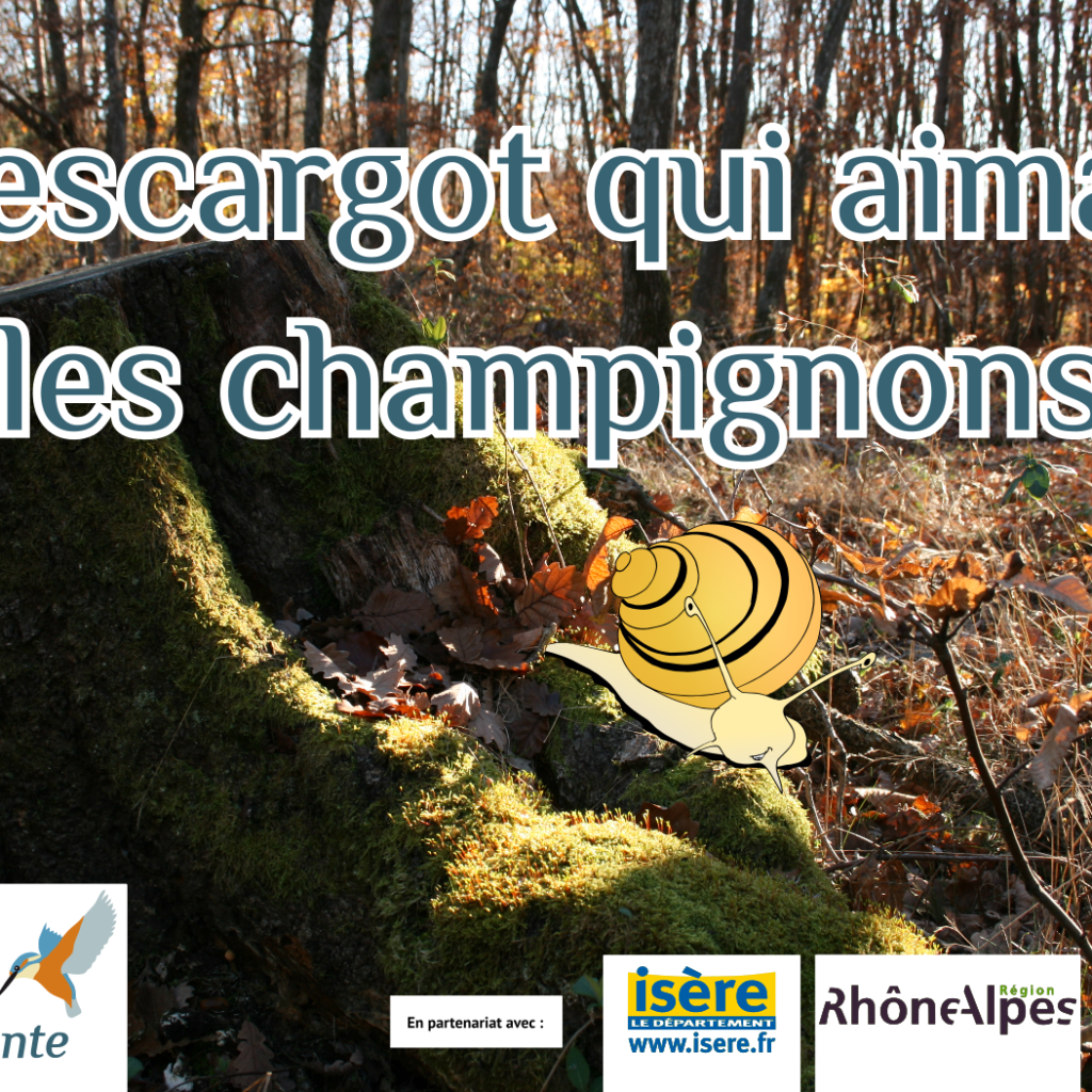 Qu'est-ce qu'un champignon